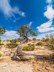 Dead tree in the desert