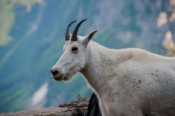 Lone Mountain Goat on a Hillside in Glacier National Park in Northern Montana