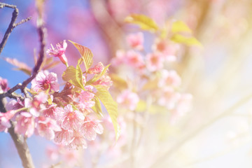 Fototapeta na wymiar Wild Himalayan Cherry blossoms with copy space and morning light.
