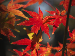 紅葉・秋の色彩饗宴