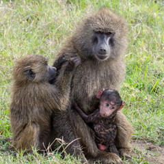 Baboon Mother, Infant and New Born in the Maasai Mara