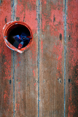 Old wooden background