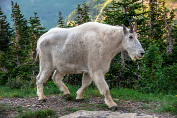 Wild Mountain Goat at Glacier National Park in Northern Montana