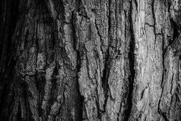 Close up of bark tree in a black and white tone