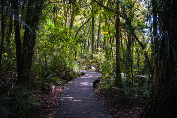 Waipoua Forest