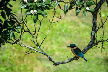 Kingfisher