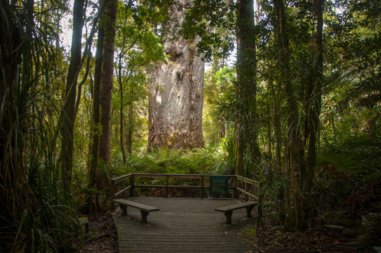 Tāne Mahuta