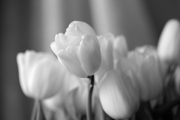 Bouquet of tulips lit with daylight close up. Black and white