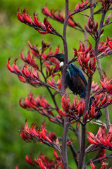 Colorful Tui