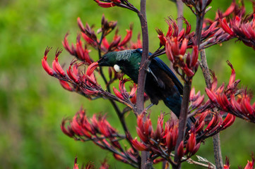 Hungry Tui