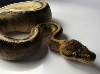 Coiled ball python