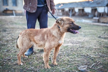 stray dog, homeless dog in a cage on a chain. shelter of stray dogs in asia