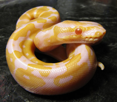 Albino snake