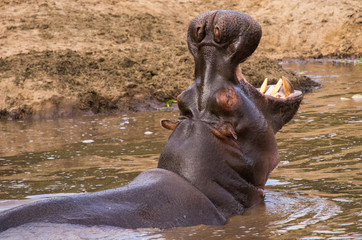 Hippo profile and yawn