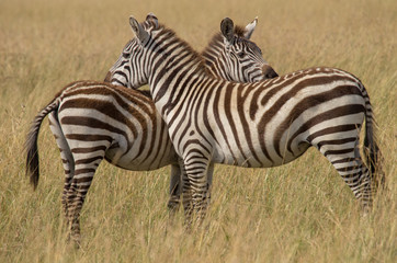 Fototapeta na wymiar Zebra pair standing shoulder to shoulder