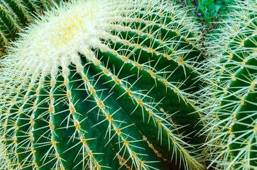 The head of the cactus plant