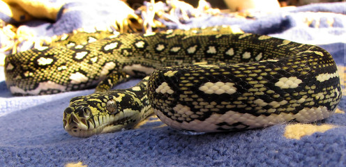 Carpet Python on a blue drape