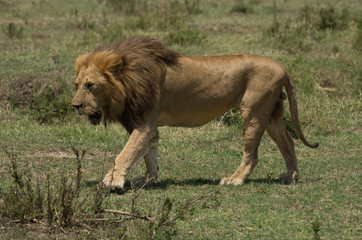 Lion walking across the landscape