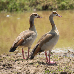 Egyptian Geese Pair