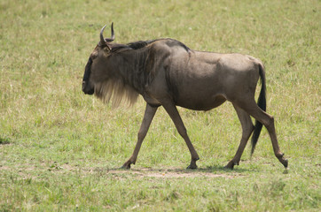 Wildebeest walking across the Maasai Mara