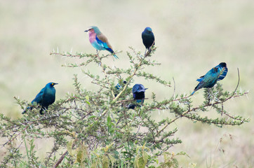 Lilac Breasted Roller and starlings sitting on a thorn bush
