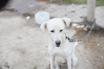 stray dog in a cage on a chain. shelter of stray dogs in asia