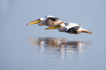 African Pelican Pair in Flight over water