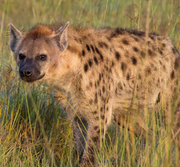 Spotted Hyena walking through long grass