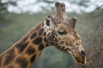 Giraffe Close Up