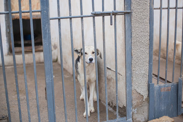 stray dog in a cage on a chain. shelter of stray dogs in asia