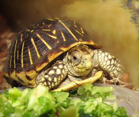 Box turtle enjoying his salad