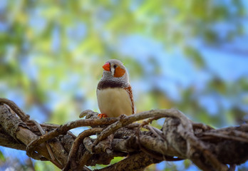 one the Finch sitting on a branch and looking to the side.