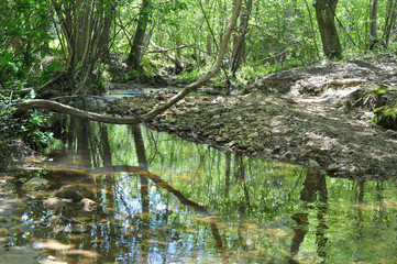 Free flowing stream in the forest