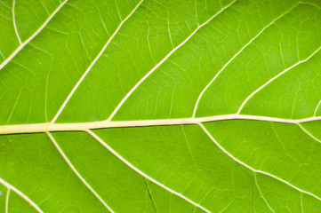 The leaf pattern of the banyan tree