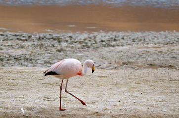 Fototapeta premium James's Flamingo Walking on the Shore of Laguna Hedionda, the Saline Lake on Andean Altiplano, Potosi, Bolivia, South America 