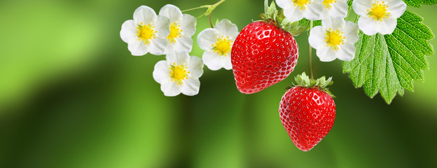 red sweet fresh strawberries