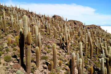 Isla Incahuasi or Isla del Pescado, an Rocky Outcrop full of Trichocereus Cactus Located in the Middle of Uyuni Salt Flats, Bolivia, South America 