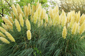 Cortaderia selloana known as pampas grass