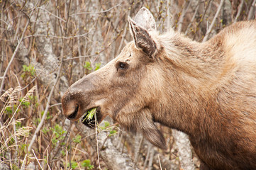 Moose munching grass