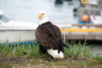 Eagle