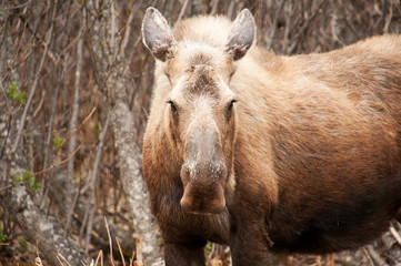 Fototapeta premium Moose munching grass