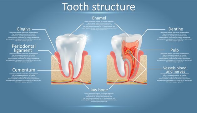 Vector dental anatomy and tooth structure diagram