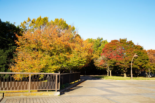103 Best 光が丘公園 Images Stock Photos Vectors Adobe Stock 103 Best 光が丘公園 Images Stock Photos Vectors Adobe Stock