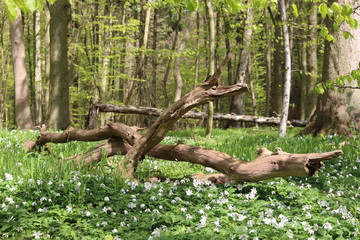 Buschwindröschen zwischen Binz und Sellin