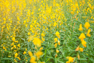 Soft focus of blooming Indian hemp flower field, Sunn Hemp plant for improving soil.