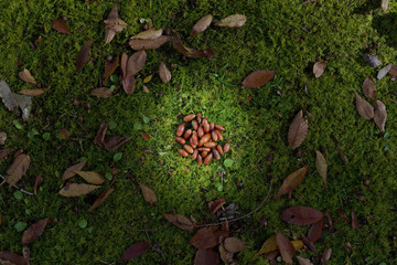 集められたたくさんのどんぐり