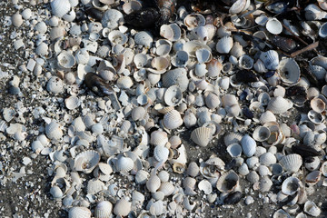 Muscheln am Stran