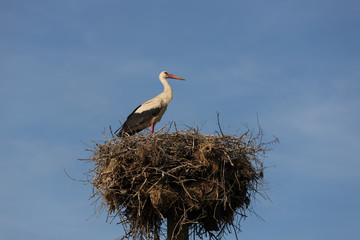 Stork in the nest feeds children