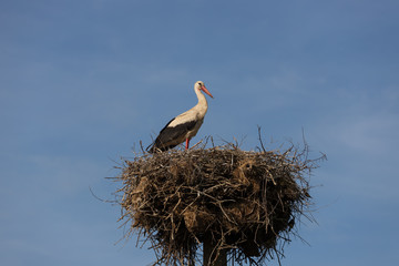 Fototapeta premium Stork in the nest feeds children