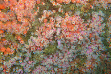 Orange and Pink anemone deep underwater of Pacific Ocean 
